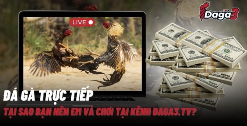 Giới thiệu về kênh đá gà trực tiếp thomo sofagiare.top